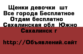 Щенки девочки 4шт - Все города Бесплатное » Отдам бесплатно   . Сахалинская обл.,Южно-Сахалинск г.